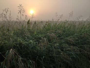 Scenic view of field against sky during sunset