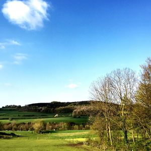 Scenic view of grassy field against blue sky