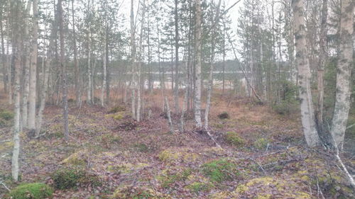 Pine trees in forest