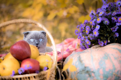 Portrait of kitten in basket