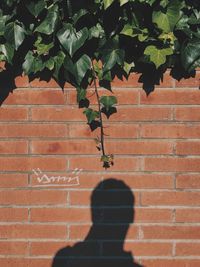 Plant growing on brick wall