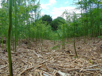 Scenic view of forest
