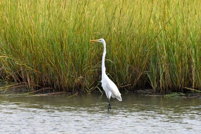 White heron on a lake