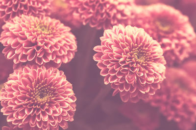 Pink pastel chrysanthemum flower background with soft focus