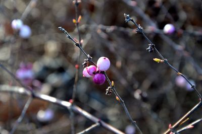 Close-up of purple berries on branch