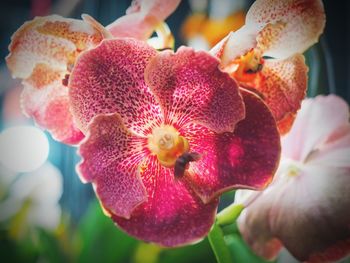 Close-up of flowers blooming outdoors