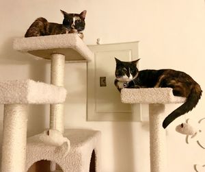 Portrait of cat sitting on wall at home