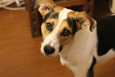 Close-up portrait of dog