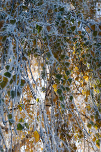 Close-up of spider web on tree