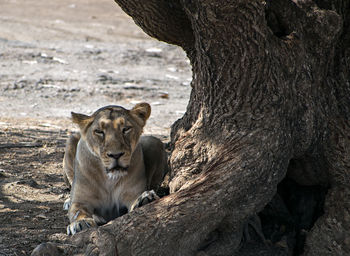 A lioness resting in the shadow of a huge tree in gir with a giant trunk , gujarat, india.