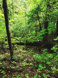 Trees in forest