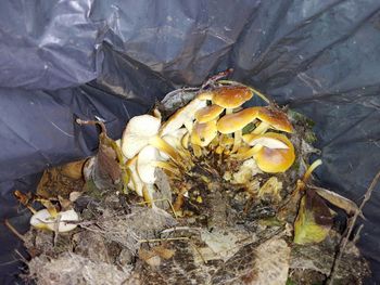 High angle view of a mushrooms