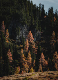 Trees in forest during autumn