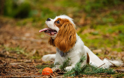 Close-up of dog on grass