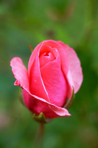 Close-up of flower blooming outdoors