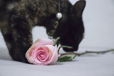 Close-up of rose cat