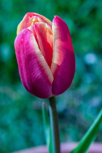 Close-up of pink tulip