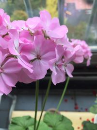 Close-up of pink flowers blooming outdoors