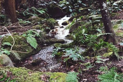 Scenic view of waterfall in forest