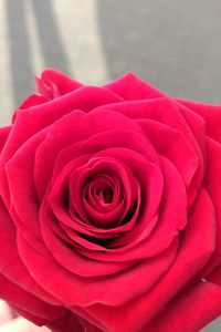 Close-up of red rose