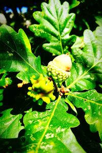 Close-up of insect on plant