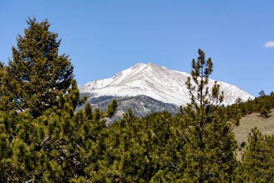 Scenic view of forest against clear sky