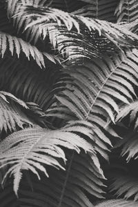 Close-up of fern leaves