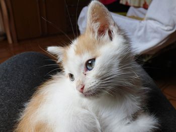 Close-up of cat looking away