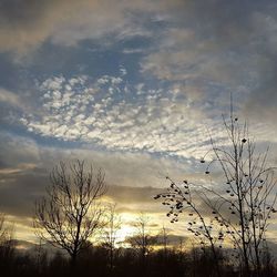 Low angle view of bare trees against sky at sunset