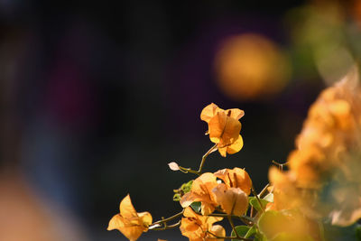 Close-up of wilted flower plant