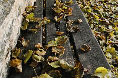 Fallen leaves on ground