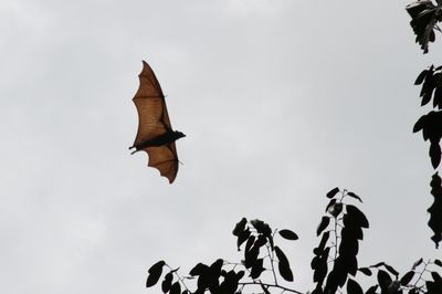 bat