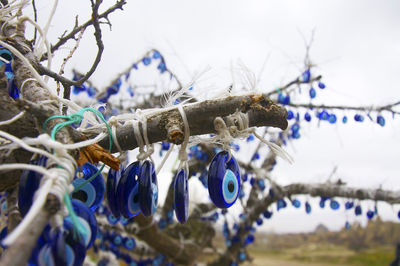 Close-up of tree against blue sky