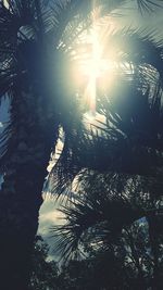 Sun shining through trees