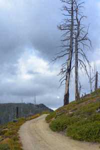 Road amidst bare trees against sky