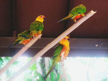 Close-up of parrot perching on branch