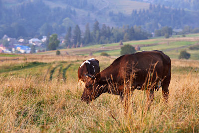 Cattle grazing on field