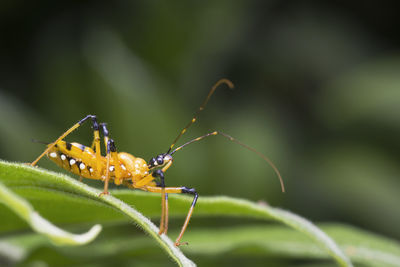 Close-up of assassin bug on plant