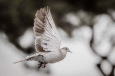 Close-up of seagull flying