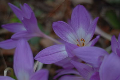 Close-up of purple flowering plants