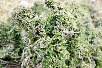 Close-up of lichen on plant