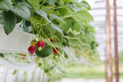 Close-up of strawberry growing on plant