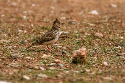 Close-up of a bird perching on a land