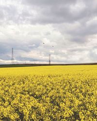 Scenic view of oilseed rape field against sky