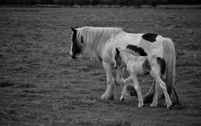 Horse on field