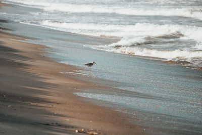 View of seagulls on beach