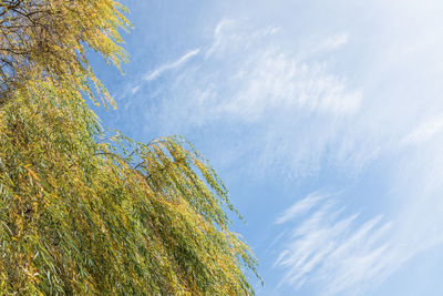 Low angle view of trees against blue sky