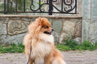Adorable pomeranian dog sitting proudly in the street in the day time