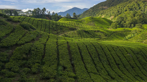 Scenic view of agricultural field