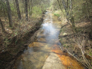 Wet dirt road amidst trees